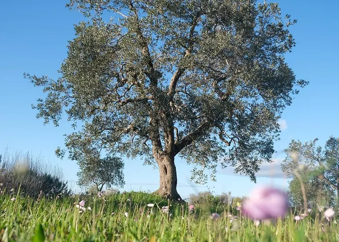 Regina Di Ulivi Ostuni