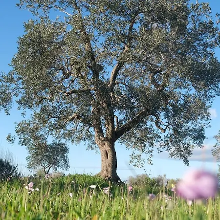 Regina Di Ulivi Ostuni